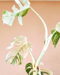 Pin On Monstera Variegata Albo