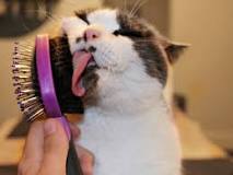 The 7 Best Cat Brushes of 2025, Tested and Reviewed