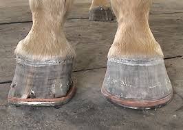See more ideas about club foot, horse health, horse care. Farrier Product Distribution Blog Page 4
