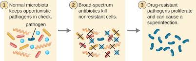 Fundamentals Of Antimicrobial Chemotherapy Microbiology