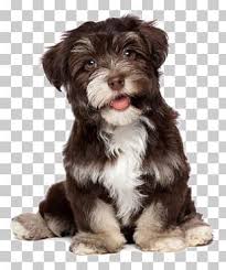 Black Bichon Frise Puppy Puppy Png Images Puppy Clipart Free Download In 2020 Bichon Frise Puppy Havanese Dogs Bichon Frise