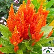 Taman bunga celosia hadir melengkapi daftar tempat wisata favorit di semarang. 19 Ide Bunga Celosia Benih Tanaman Bunga Bunga Indah Bonsai