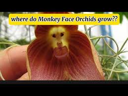Where do MONKEY FACE ORCHIDS grow ...