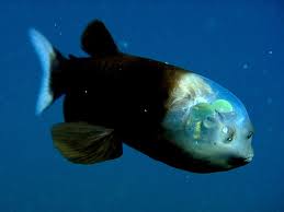 50 Crazy Natural Phenomena You Won T Believe Actually Happen On Earth I M In Absolute Awe Weird Sea Creatures Deep Sea Creatures Weird Animals