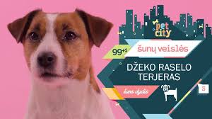 Šis mažas terjeras buvo naudojamas medžioklėje, medžiojant lapes, kasant grobį iš urvų. Petcity 100 SunÅ³ VeisliÅ³ 41 Dzeko Raselo Terjeras Facebook