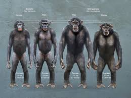 News That Chimps And Bonobos Interbred On Occasion As The Species Diverged Shows The Absurdity Of Key Creationist Ideas Bonobo Chimpanzee Chimp