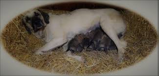 Although many of our puppies enjoy the pleasure of being raised in loving pet homes and as personal guardians, our kangal puppies are primarily raised to be livestock guardians, and from. 2019 Kangal Puppies For Sale At Von Tassen Farm Kentucky
