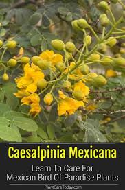 Mexican Bird Of Paradise In Pot Mexican Bird Of Paradise Care How To Grow Caesalpinia Mexicana Plant In 2020 Paradise Plant Birds Of Paradise Plant Plants