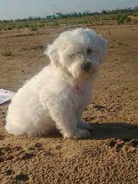 Havanese are small dogs weighing seven to 13 pounds. Pixie Meadow Havanese 4 Months Old Enjoying A Day At The Lake Havanese Dogs Animals