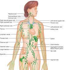 Lymph nodes occur along the course of the lymphatic vessels. Kesihatan On Twitter Ni Eh Distribution Lymph Node Noda Limfa Korang Http T Co Wkfya01ama