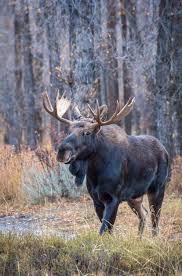 Pin By Pamela Johnson On Moose Animals Deer Critter