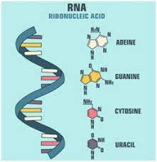 Choose from 500 different sets of flashcards about rna structure on quizlet. Rna Structure Types Mrna Trna Rrna And Functions