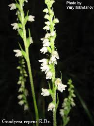 Image result for Goodyera