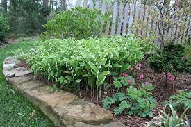 Close your eyes, ask what do i need; April Variegated Solomon S Seal