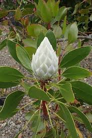 Image result for Protea argyrea