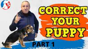 How to discipline a puppy vs. How To Correct Your Puppies Bad Behaviour How To Discipline Your Puppy Youtube