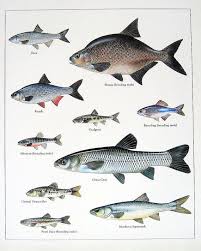 Dace Bream Roach Gudgeon Vintage 1984 Fish Book Plate Fish Art Vintage Fish Poster Fish