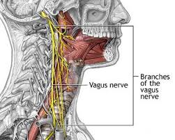 Branches Of The Vagus Nerve The Vagus Nerve Is Hooked To The Throat Heart And Outer Ears From The Nucleus Ambiguous Vagus Nerve Craniosacral Therapy Nerve