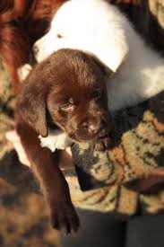These puppies will have awesome big blocky, stocky labrador retrievers. Hps4ic2ejw6f9m
