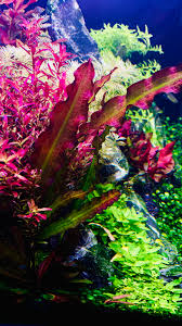 Image result for Syngonanthus robinsonii