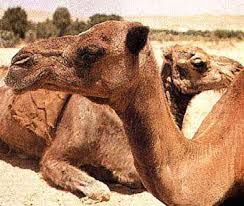 No, camel meat is actually low in cholesterol, high in protein and tastes very similar to beef. Camel Meat Weekly World News