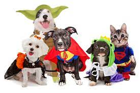 Halloween goes to the dogs (and cats) as contests go virtual this year. Event Details Harley Davidson Of Erie Erie Pa Hderie Com