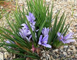 Image result for Babiana bainesii