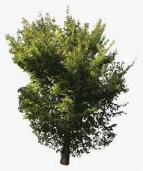 Cut out surface roots in the autumn. Green Tree Free Cut Out People Trees And Leaves Png River Birch Transparent Png 2304x2928 Free Download On Nicepng