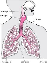 Cancer De Laringe Trastornos Otorrinolaringologicos Manuale Merck Version Para El Publico General