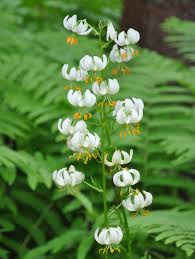 Image result for Lilium martagon Alba