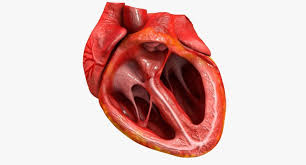Animated Realistic Human Heart Medically Accurate 3d Model Human Heart 3d Model Human Heart Anatomy