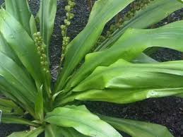 Image result for Chlorophytum bowkeri