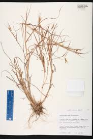 Image result for Hyparrhenia gazensis