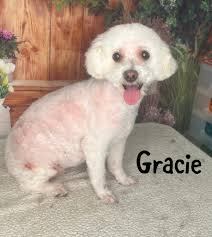 Grooming appointments available at our SURFSIDE location Monday through  Saturday!😁🐾 🛁 Gracie & Rudy groomed by Amanda! 🛁 Bellatrix & Daisy  groomed by Tori!