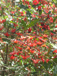 Image result for Ochna stolzii