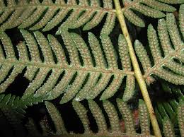 Image result for Cyatheaceae