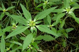 Image result for Euphorbia davyi