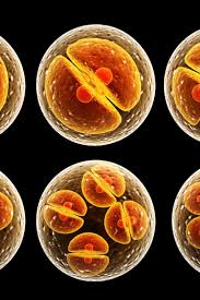 Check spelling or type a new query. The Cell Types Functions And Organelles