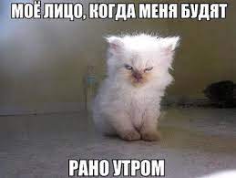 Смешные картинки про котов с надписью (стр. 5) — Анекдоты без мата и  пошлости