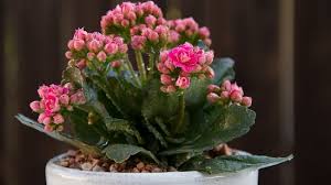 Maybe you would like to learn more about one of these? 17 Best Flowering Succulents You Can Grow Indoors And Outdoors