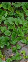 Image result for Merremia emarginata