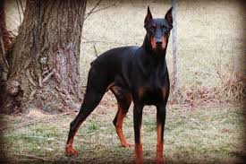 Brown dobermann for sale, very nice wee pup. Funny Warlock Doberman Puppies For Sale L2sanpiero