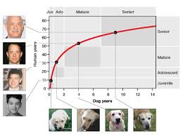 heres how fast your dog really ages and no its not the