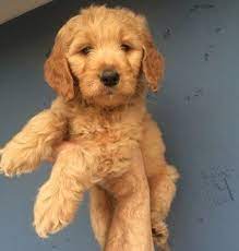 Located a reasonable drive from charlotte & asheville, nc. Goldendoodle Puppies For Sale Asheville Nc 165812
