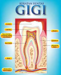 Maybe you would like to learn more about one of these? Gigi Sihat Kuat Keratan Rentas Gigi Enamel Yg Putih Facebook