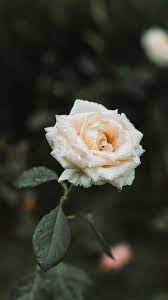 Find the best white rose wallpapers on wallpapertag. White Rose Wallpaper Wallpaper Iphone Android Background Followme Rose Wallpaper White Roses Wallpaper Flower Wallpaper