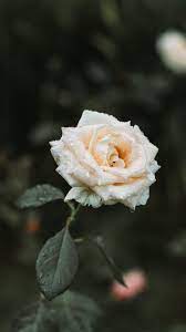 Find white rose pictures and white rose photos on desktop nexus. White Rose Wallpaper Wallpaper Iphone Android Background Followme Rose Wallpaper White Roses Wallpaper Flower Wallpaper