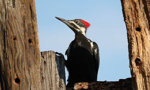 Pecker Photos, Download The BEST Free Pecker Stock Photos & HD Images
