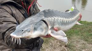 Sturgeon may be one of the most enigmatic and endangered of fish, but erin stoddard aims to change that. Uk Sturgeon Fishing New Pb S Youtube