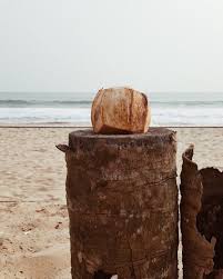 Warum das so ist, erfährst du unter geschichte. Ivory Coast Grandbassam Beach Coconut Cotedivoire Africa Ivorycoast Ivory Coast Coconut Ivory